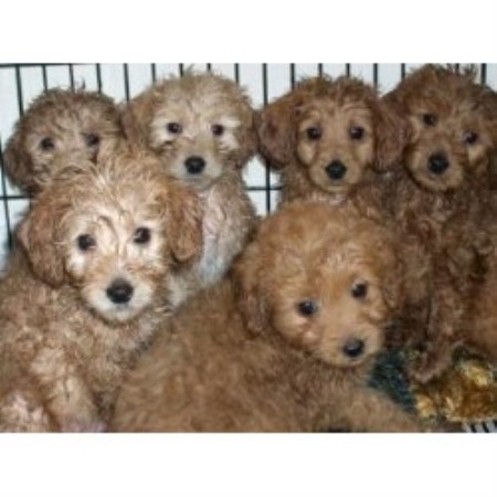 Golden Beauties Driven To Doodles Goldendoodle Breeder