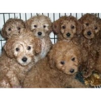Golden Beauties...Driven To Doodles Goldendoodle breeder