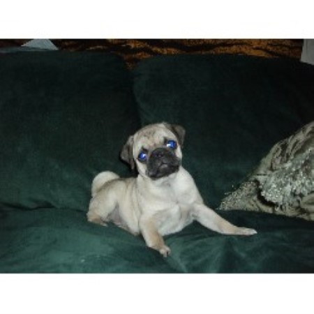 pugs for sale in wisconsin penokee pugs pug breeder in high bridge wisconsin pugs for sale in wisconsin penokee pugs pug breeder in high bridge wisconsin