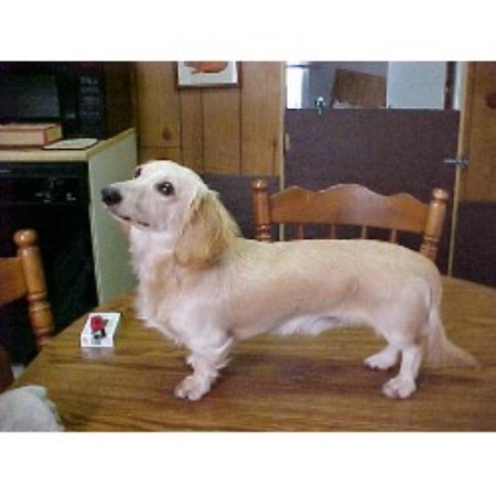 dachshund illinois peoria kennel sparky angels breeder puppies