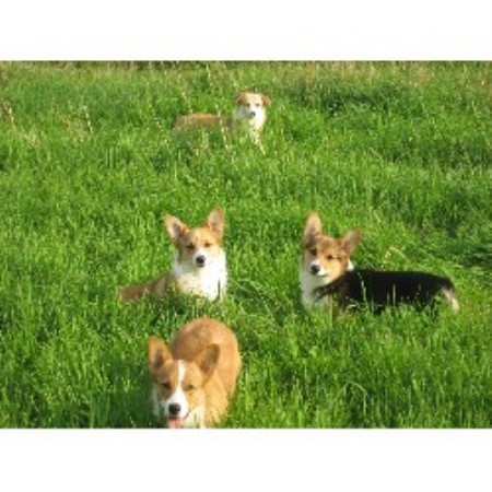 breeder pembroke corgi welsh york dog