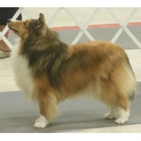 spring valley shelties