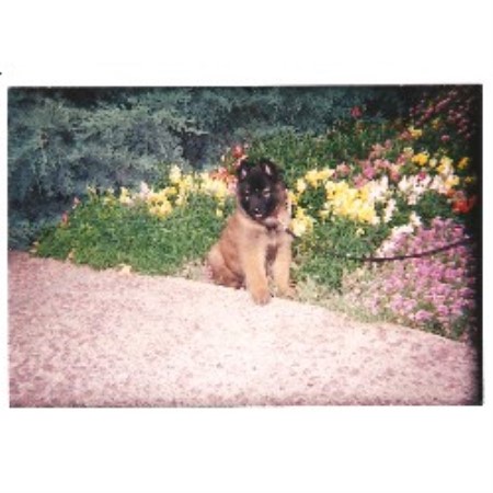 belgian sheepdog breeders new york m a j i c belgian tervuren tervuren breeder in fairbury nebraska belgian sheepdog breeders new york m a j i c belgian tervuren tervuren breeder in fairbury nebraska