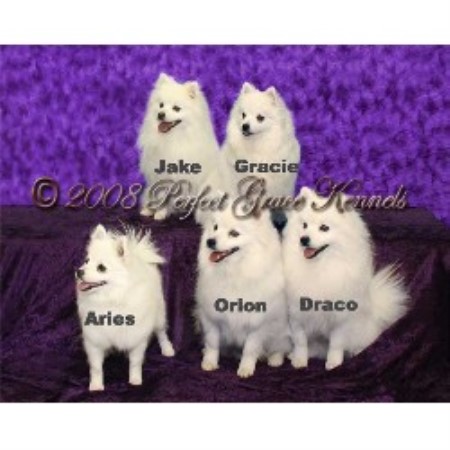 American Eskimo Dog Breeder 11111