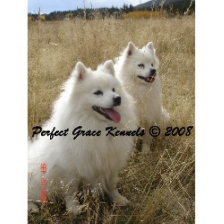 Perfect Grace Kennels