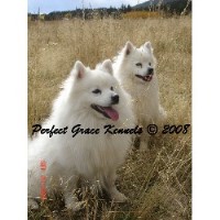 American Eskimo Dog thumbnail