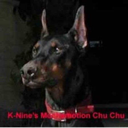 Doberman Puppies For Sale At K-Nine Dobermans