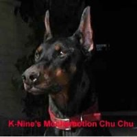 Doberman Puppies For Sale At K-Nine Dobermans Doberman Pinscher breeder
