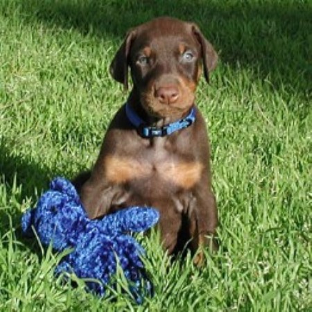 Doberman Puppies For Sale At K-Nine Dobermans, Doberman Virginia