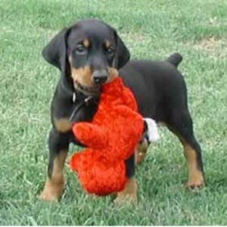 Doberman Pinscher Breeder 11118