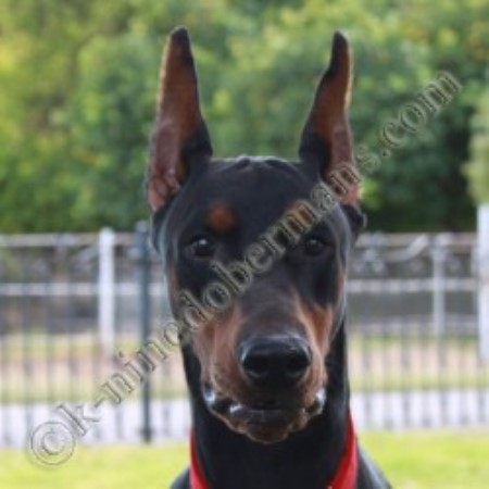 Doberman Stud At K-Nine Dobermans, Doberman Puppies For Sale