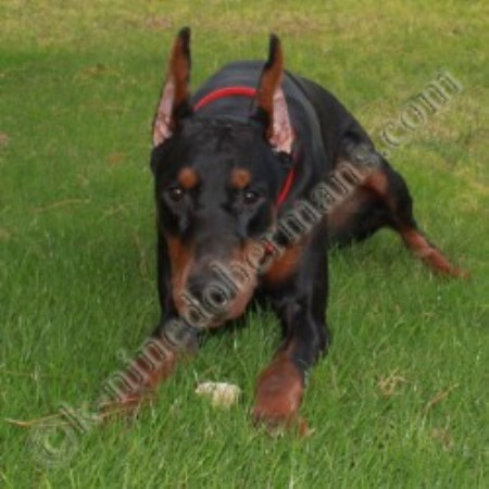 Doberman Pinscher Stud 11119