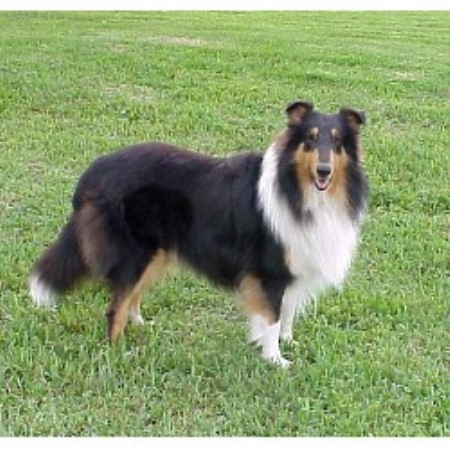 Collie Breeder 11166