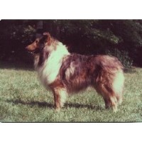 Holmhaven Collies Collie breeder
