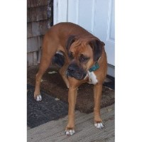 Small Dog Breeders Located In Maine Small Dog Breeders Located In Maine