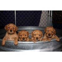 Torg's Labs Labrador Retriever breeder