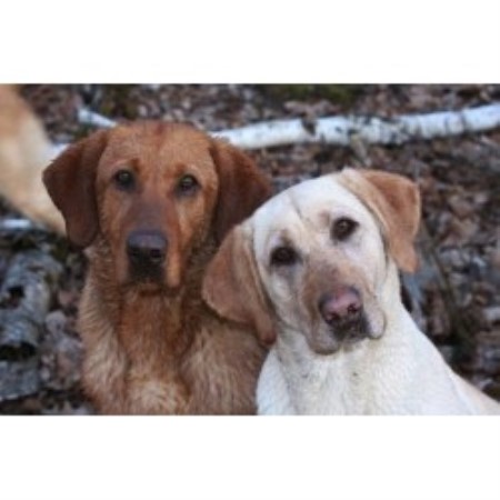 Labrador Retriever Breeder 11218