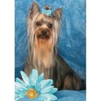 Coronado Yorkies Yorkshire Terrier breeder