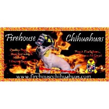 Firehouse Chihuahuas