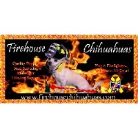 Firehouse Chihuahuas Chihuahua for breeder
