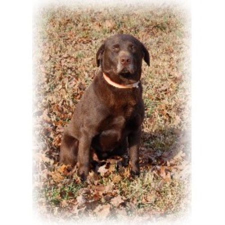 Labrador Retriever Breeder 11756