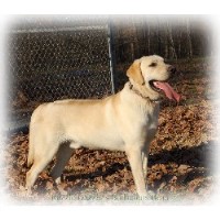 Razzle Dazzle Labradors Labrador Retriever breeder
