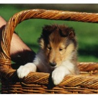 Littlefield Collies Collie breeder