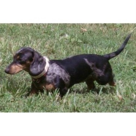 Depayne Mini Dachshunds Dachshund Breeder In Lucas Iowa