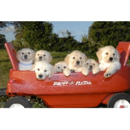 golden retriever puppies south florida golden retriever breeders in south dakota freedoglistings breeds picture golden retriever puppies south florida golden retriever breeders in south dakota freedoglistings breeds picture