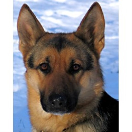 free puppies in ct vom wunderhund german shepherd breeder in georgetown connecticut free puppies in ct vom wunderhund german shepherd breeder in georgetown connecticut