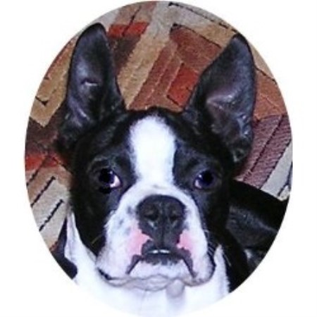 boston terrier michigan boston terrier michigan