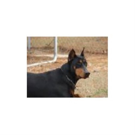 Doberman Pinscher Breeder 11931