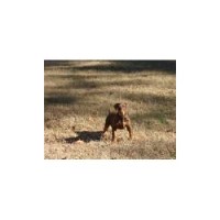 Chappell's Unique Dobermans Doberman Pinscher breeder