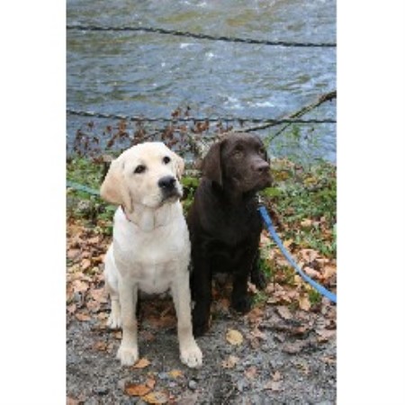 Woodland Breeze Labradors