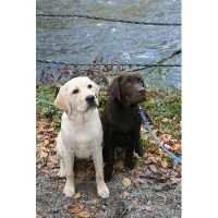 Woodland Breeze Labradors Labrador Retriever breeder
