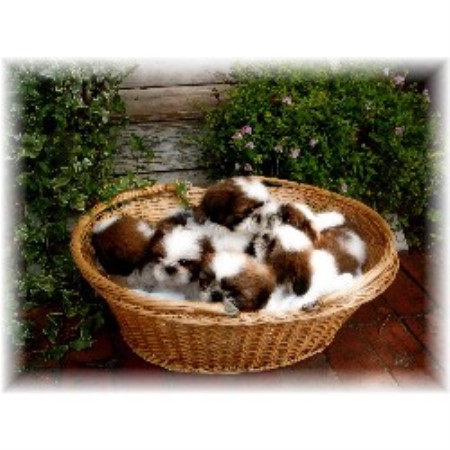 shih tzu stud near me dixidew shih tzu shih tzu breeder in ocilla shih tzu stud near me dixidew shih tzu shih tzu breeder in ocilla
