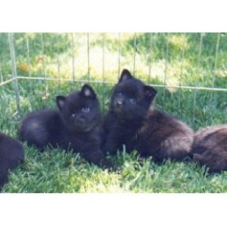 Schipperke Breeder 12068