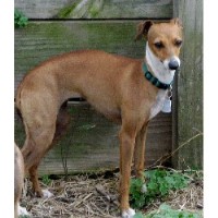 Luigi's Italian Greyhounds Italian Greyhound breeder
