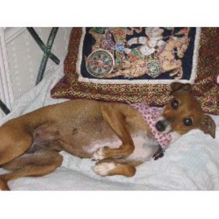 Italian Greyhound Breeder 12076