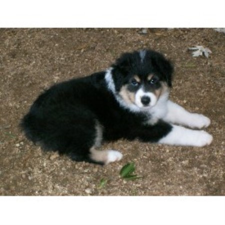 Australian shepherd for sale nj Australian shepherd for sale nj