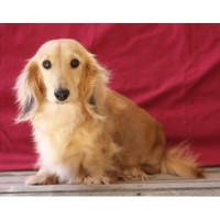 15 HQ Photos Dachshund Breeders Nc / Kerr Lake Dachshunds | Manson, NC 27553