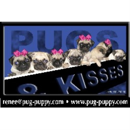 pug ma pug puppy breeder of boston ma pug breeder in saugus massachusetts pug ma pug puppy breeder of boston ma pug breeder in saugus massachusetts
