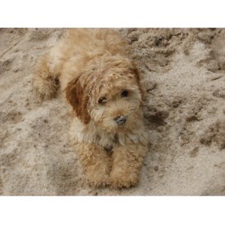 Carriage House Cockapoos & Goldendoodles, Cockapoo Breeder ...