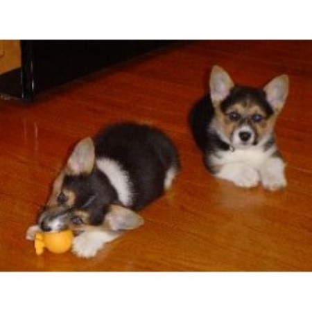 Twist'n Tops Farm & Kennel, Pembroke Welsh Corgi Breeder ...