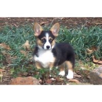 breeders pembroke welsh corgi virginia