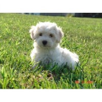 havanese breeders dakota riverview kennels south