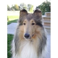 Pyman's Collies Collie breeder