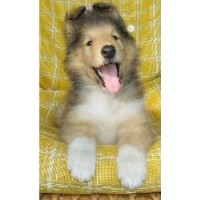 Serenade Collie breeder