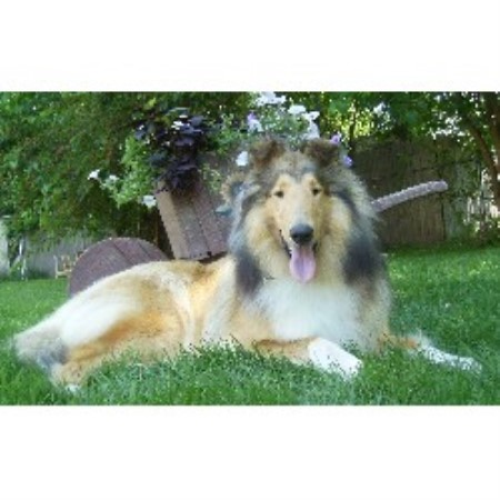 Collie Breeder 12366