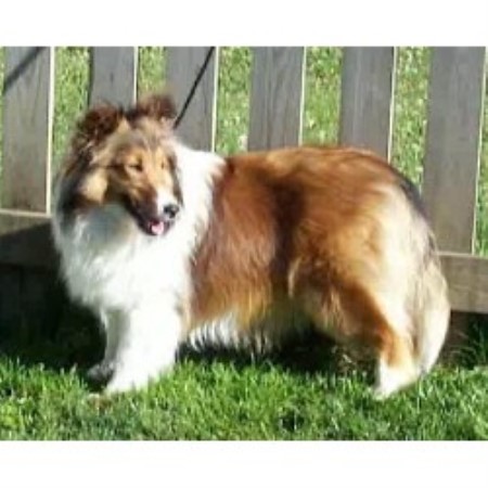 Shetland Sheepdog Breeder 12436